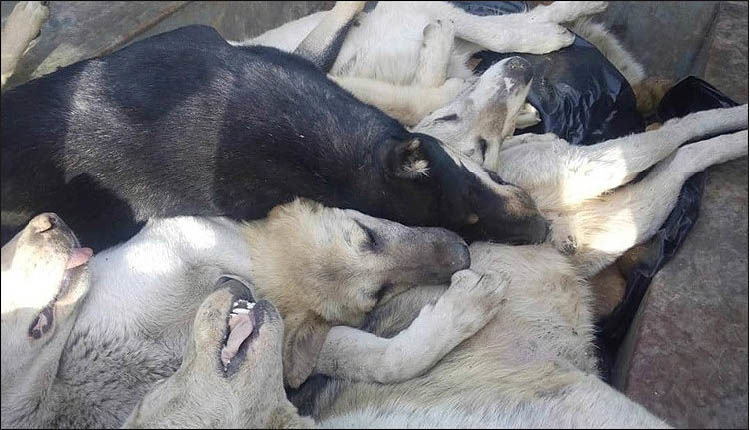 جنجال سگ‌کشی در کهریزک 