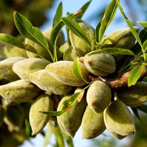 نهال اصلاح شده بادام تنها با 28 هزارتومان، عیدی سالم نهال به باغداران