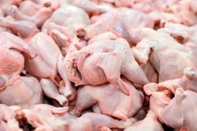 قیمت گوشت مرغ ارزان می شود؟