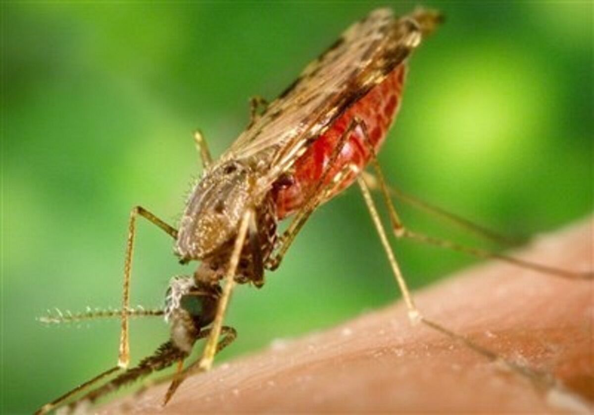  ۲ فرد مبتلا به مالاریا در اهواز شناسایی شدند 
 