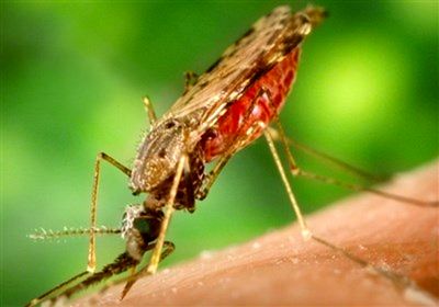  ۲ فرد مبتلا به مالاریا در اهواز شناسایی شدند 
 