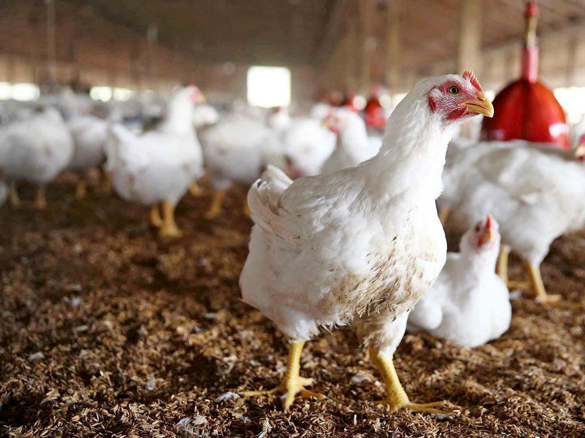 مرغ ایران مشتری جدید پیدا کرد 