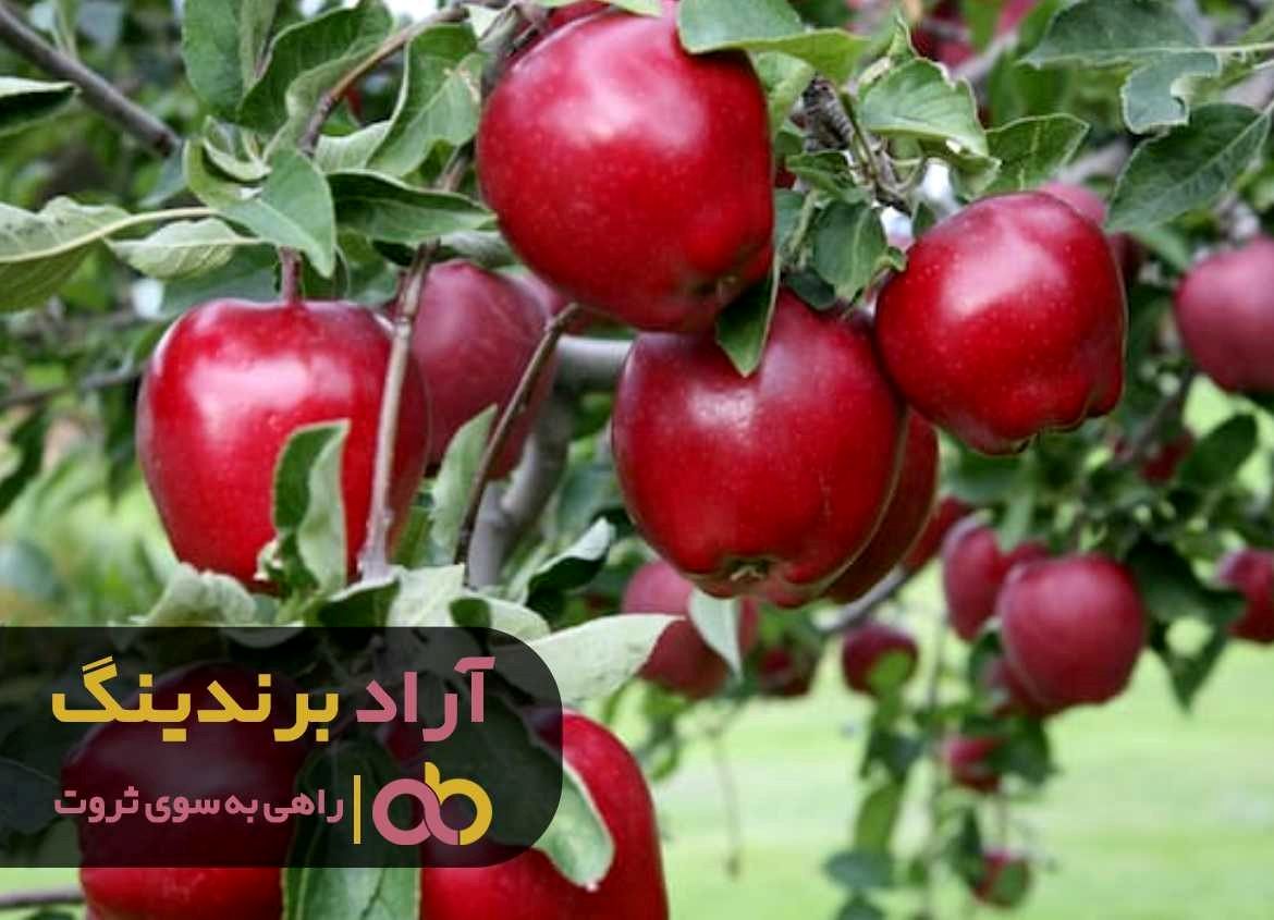 افزایش تولید سیب درختی قرمز استخوانی در کشور