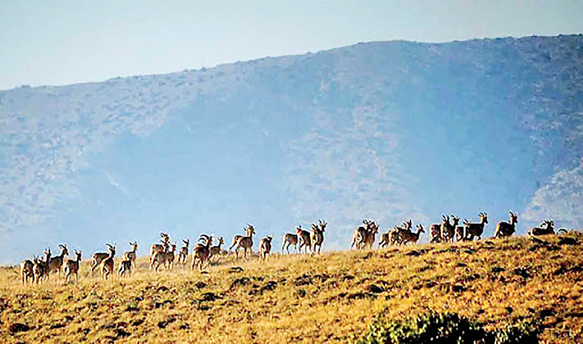 حرکت ناتمام در پارک ملی گلستان