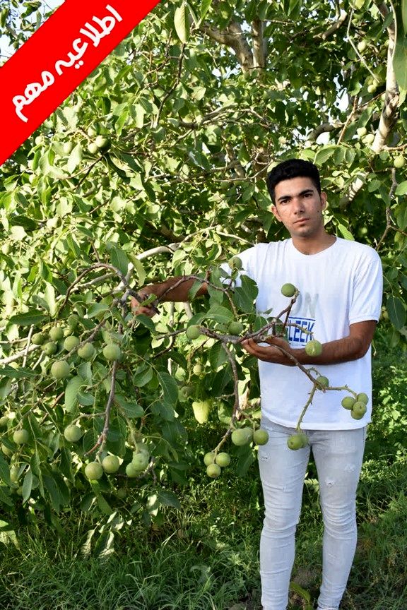 جشنواره فروش ویژه نهال یارانه‌ای با قیمت باورنکردنی 33 هزار تومان