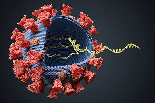 شناسایی جهش جدیدی از ویروس کرونا در آلمان 