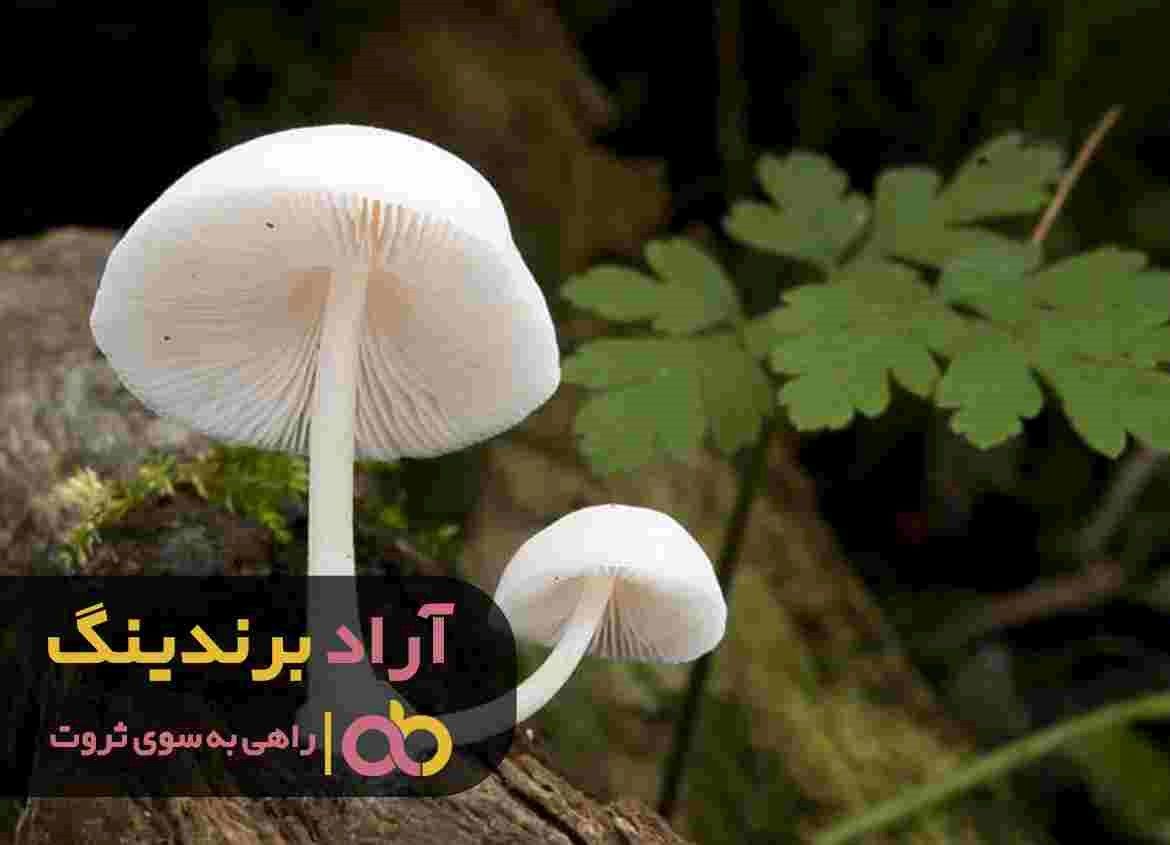 میزان فروش قارچ صدفی خشک در اصفهان