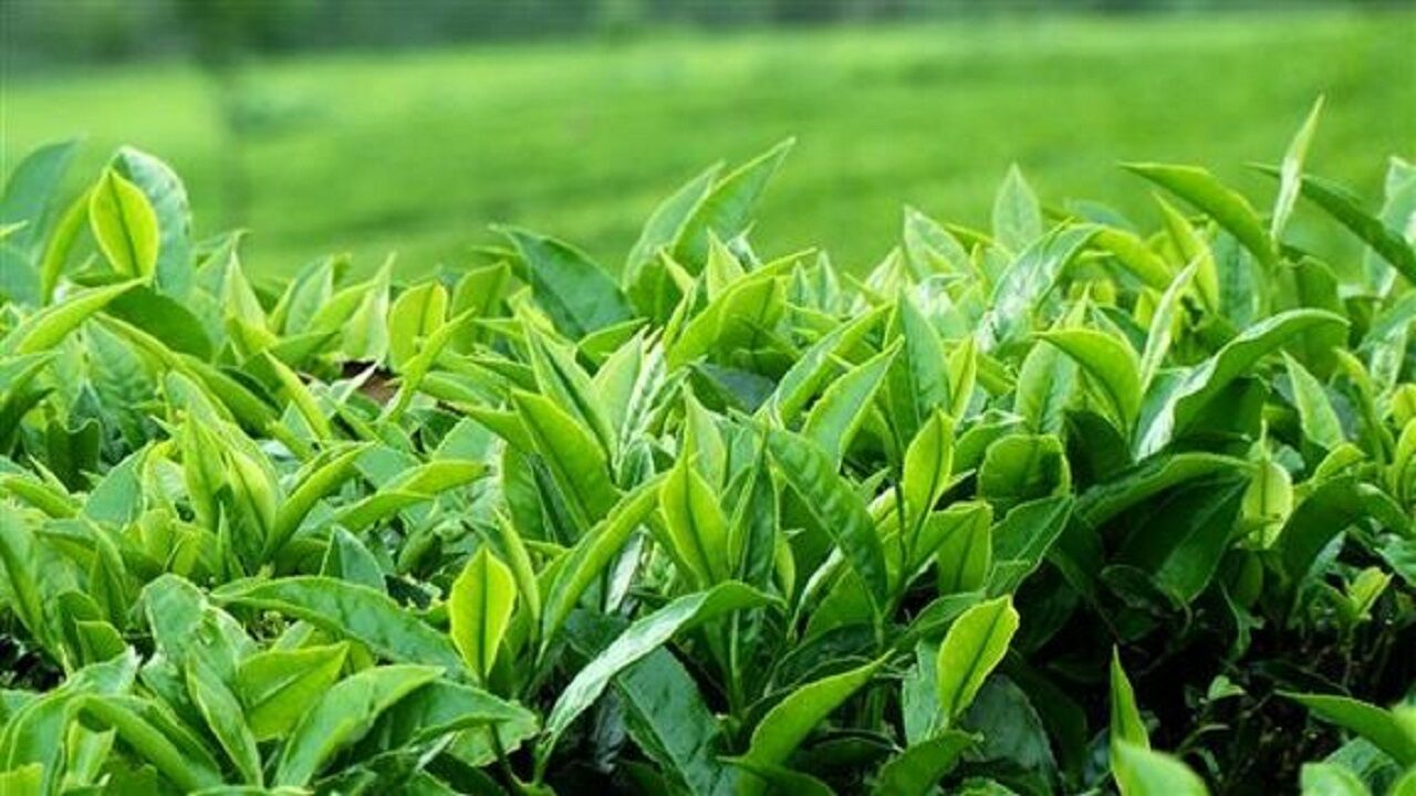 ناترازی به چای هم رسید/ چای را یک دلار صادر و 6 دلار وارد می‌کنیم!