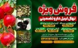 فروش ویژه نهال لیبل دار و تضمینی