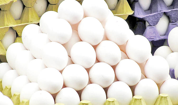 تخم مرغ در آستانه افزایش قیمت؟