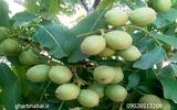 معرفی و خرید نهال گردو چندلر و فرنور مجوزدار