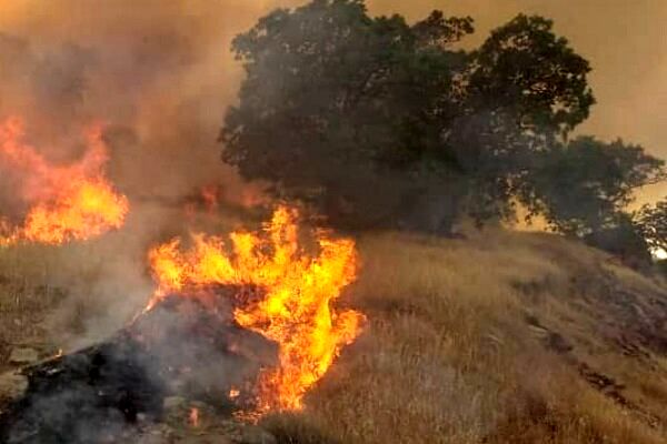 وقوع آتش سوزی عظیم در جنگل‌های کردستان