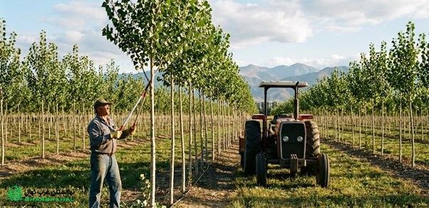 اگر به دنبال ایجاد یک مزرعه صنعتی سودده هستید، نهال صنوبر بهترین نقطه شروع است