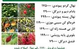 جشنواره فروش  نهال پسته پیوندی + گردو پیوندی + بادام دیرگل بارکددار زیر نظر جهاد کشاورزی