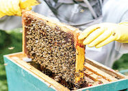 عسل تقلبی؛ بلای جان صنعت زنبورداری کشور