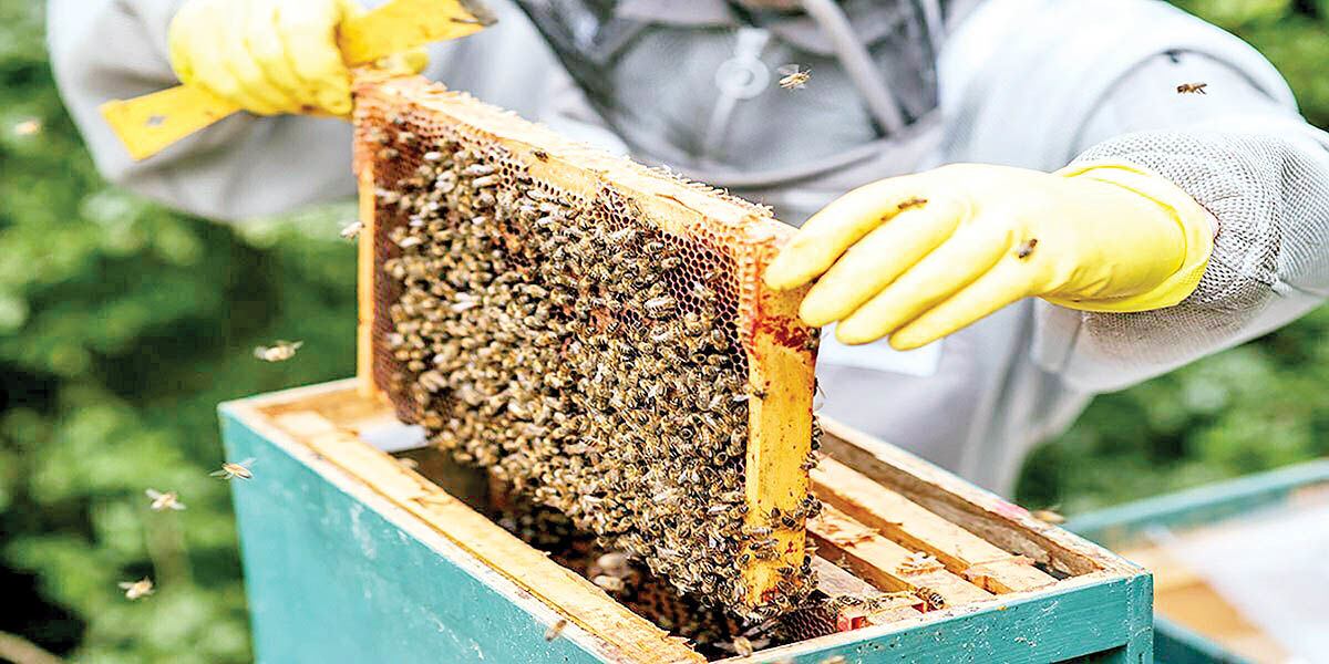 عسل تقلبی؛ بلای جان صنعت زنبورداری کشور