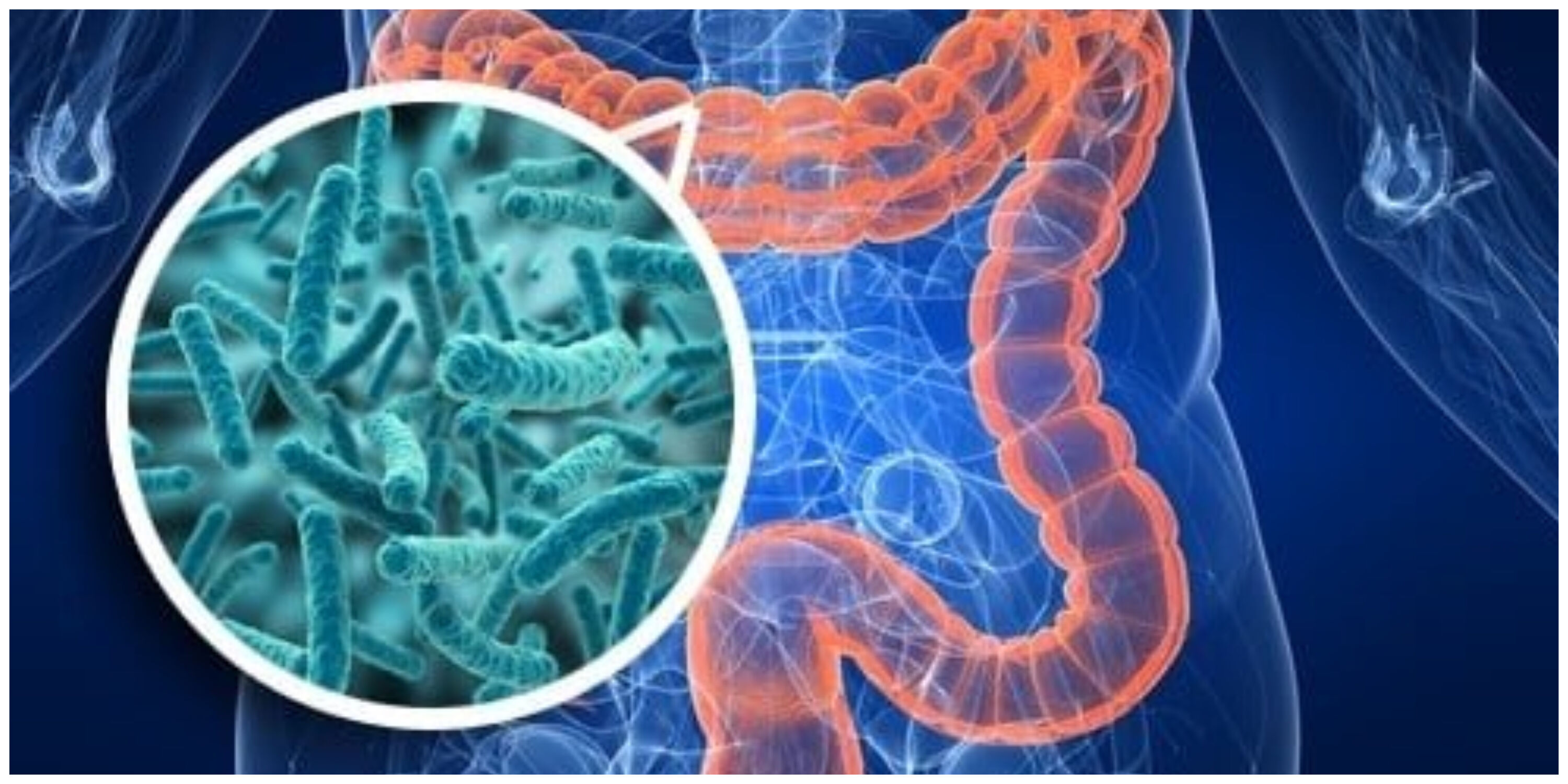 تاثیر ویروس های روده بر طول عمر