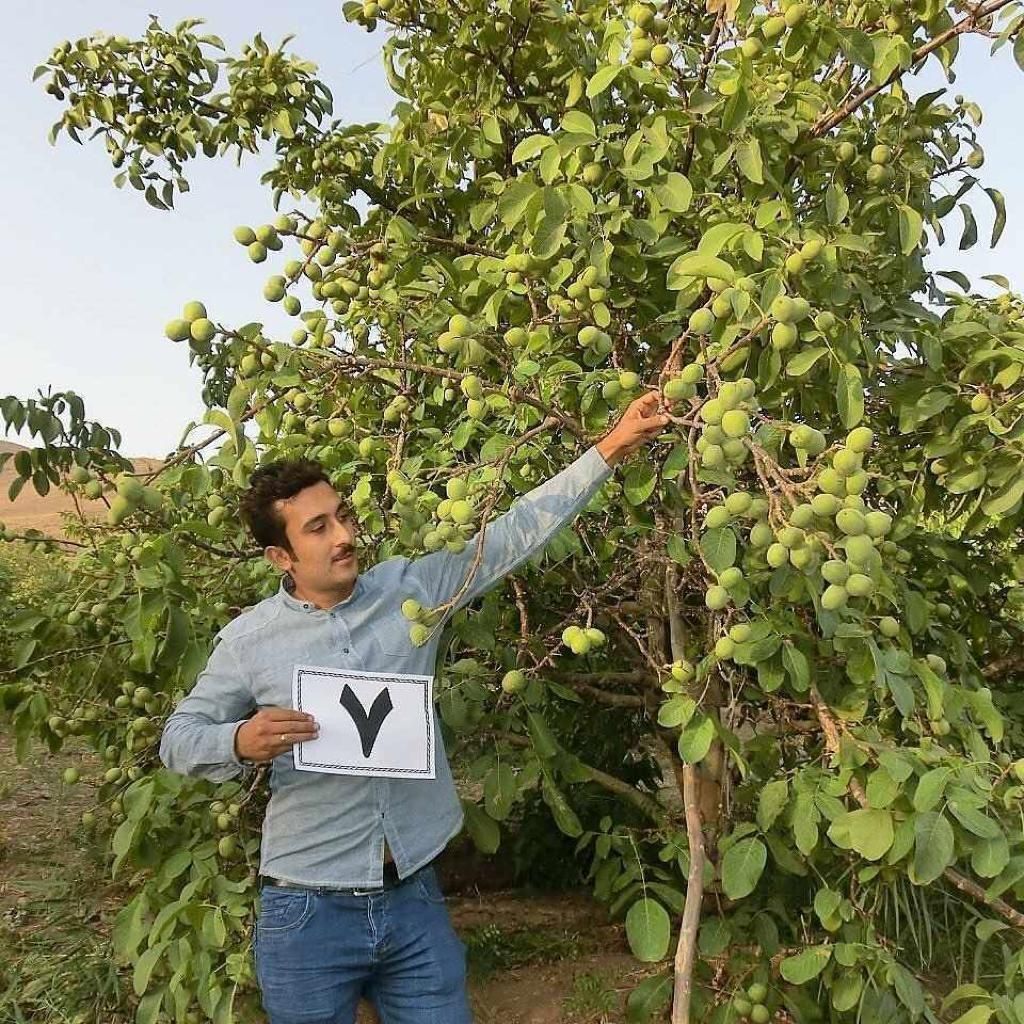 خرید نهال گردو چندلر و ژنوتیپ از نهالستان رویال نهال