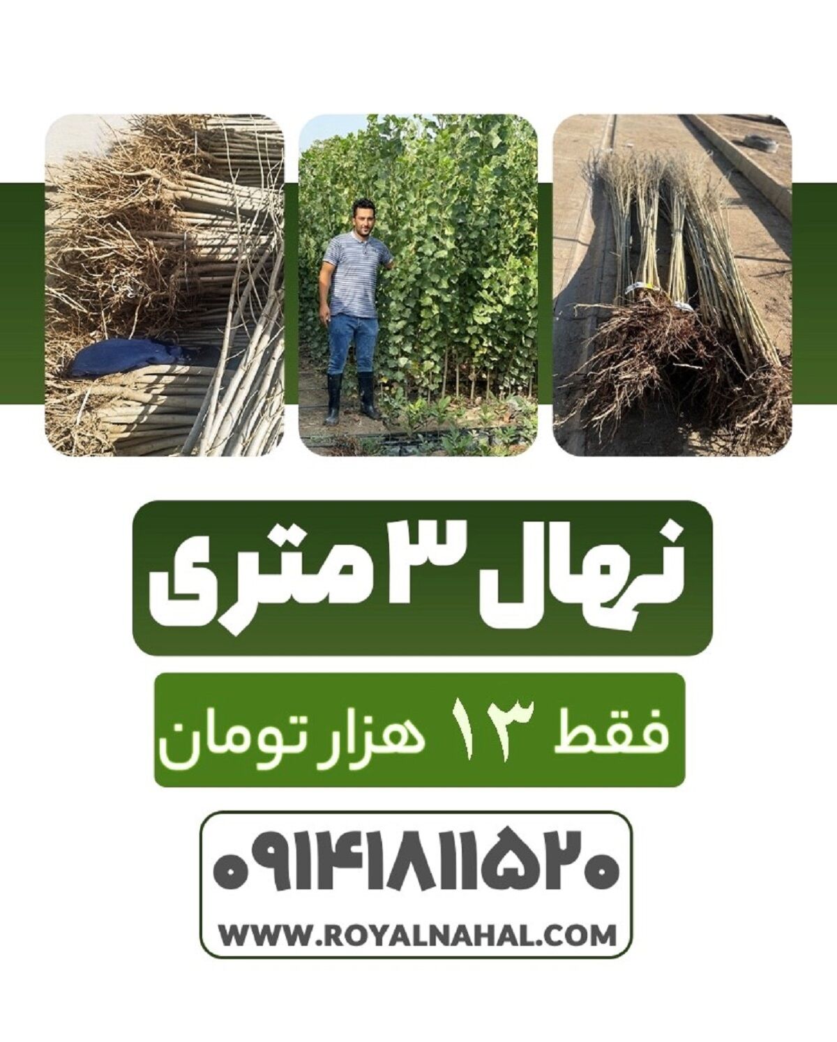 فروش ویژه نهال صنوبر نیگرا فقط به قیمت 13 هزارتومان با تضمین گیرایی
