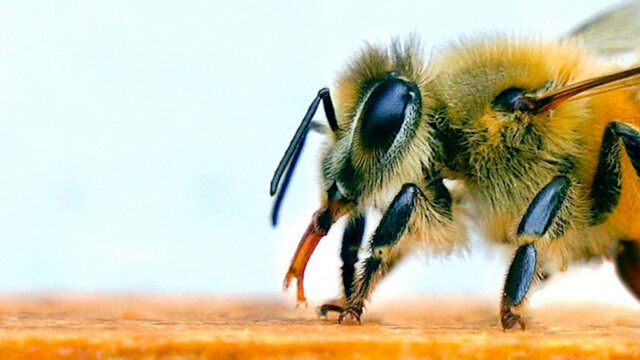 نیش زنبور، عامل مرگ جوان ۲۶ ساله‌ شد