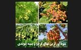 مژده خرید سودآورترین نهال گردو پیوندی 12 تنی و پسته اصلاح شده 9 تنی در نهالستان مرکزی کرج!