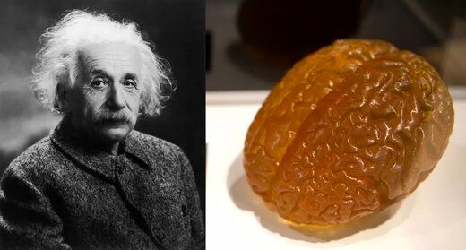 یک حقیقت عجیب درباره مهمترین دانشمند معاصر/مغز انیشتین در حال حاضر کجاست؟+عکس