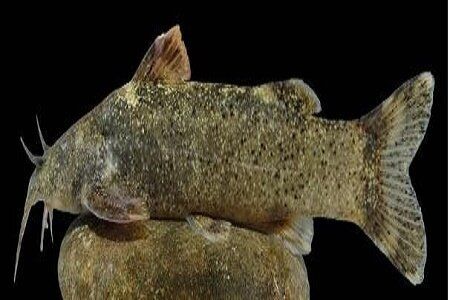 ثبت گونه جدید ماهی به نام «علی دایی» 