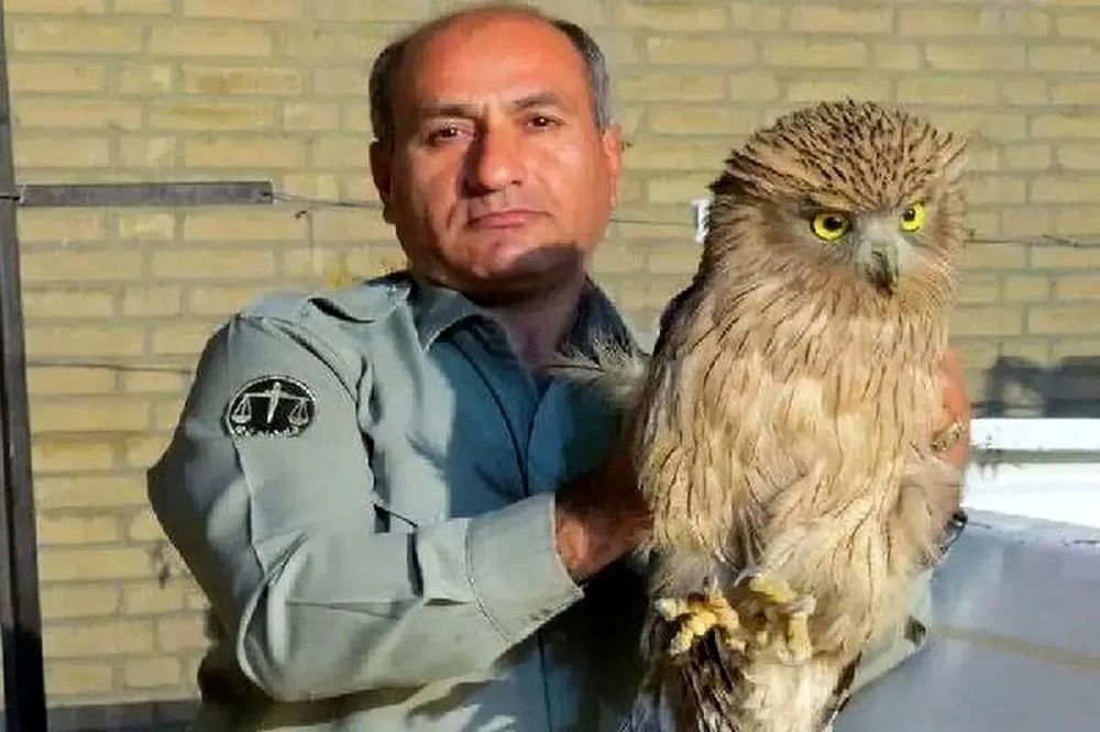 تاکید سازمان محیطزیست بر پیگیری شناسایی ضاربان محیطبان دیدهبان