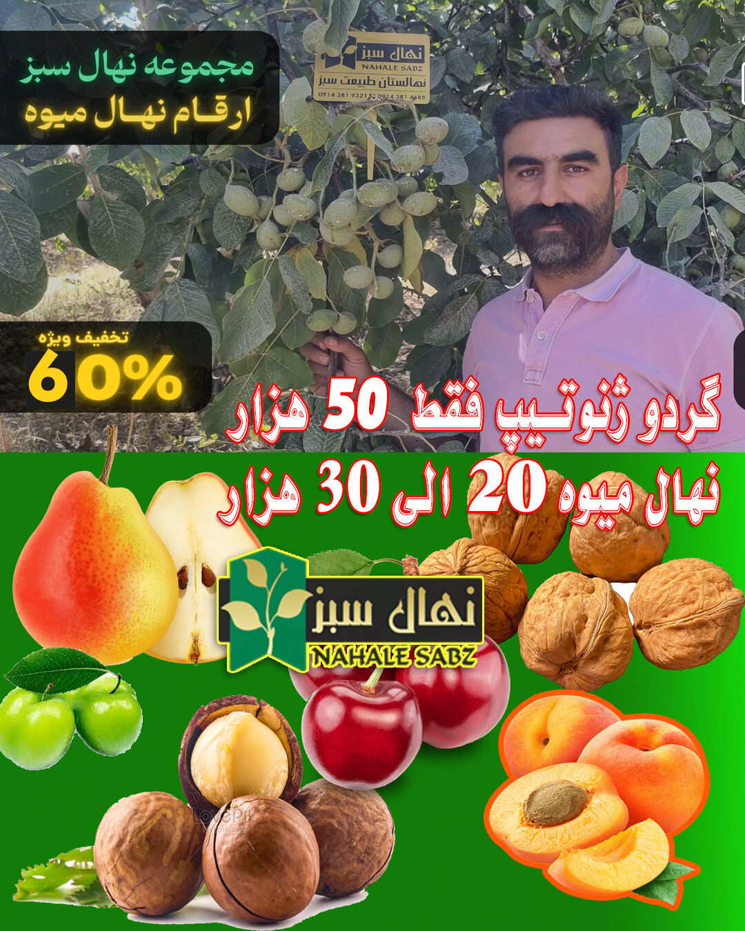 نهال گردو اصلاح شده فقط 50 هزار و میوه 20 الی 30 هزار