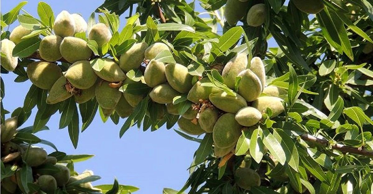  معرفی دو نوع نهال بادام مرغوب و مقاوم به سرمای بهاره