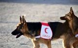 سخت‌ترین عملیات «مایا»، سگ زنده‌یاب هلال احمر +فیلم
