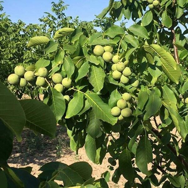 نکات شگفت‌انگیز در مورد نهال گردو اعجاب انگیز رویال