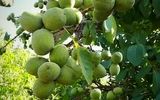 خرید نهال گردو ژنوتیپ 2 ساله فقط با 60 هزارتومان و نهال بادام فقط با 28 هزارتومان در نهالستان یاسین نهال
