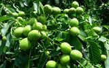 خرید نهال گردو و بادام به صورت مستقیم از تولید کننده با قیمت 50 و 37 هزارتومان و تضمین باردهی