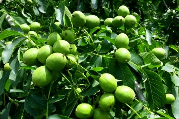 خرید نهال گردو و بادام به صورت مستقیم از تولید کننده با قیمت 50 و 37 هزارتومان و تضمین باردهی