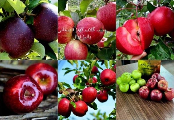 فروش ویژه برای باغداران: خرید انواع نهال اصلاح شده باتخفیف30درصدی