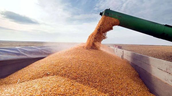 خرید ۱۷۰ هزار تن گندم از کشاورزان لرستانی
