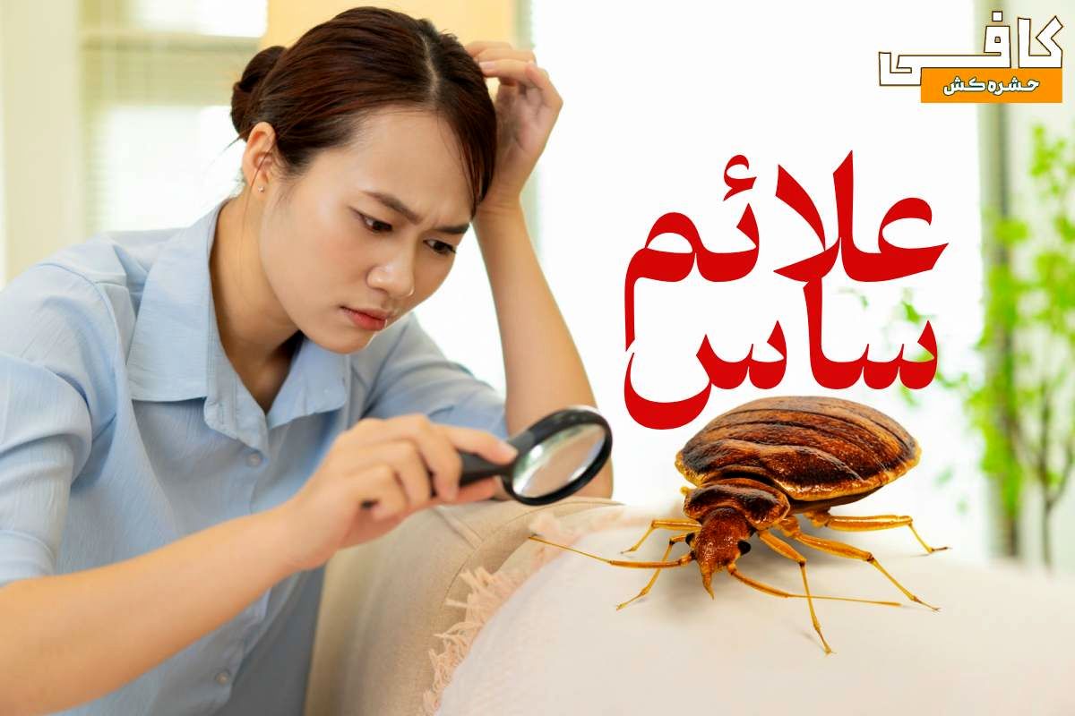 علائم ساس در منزل چیست؟ + بهترین سم ساس (طبق تجربه خریداران)
