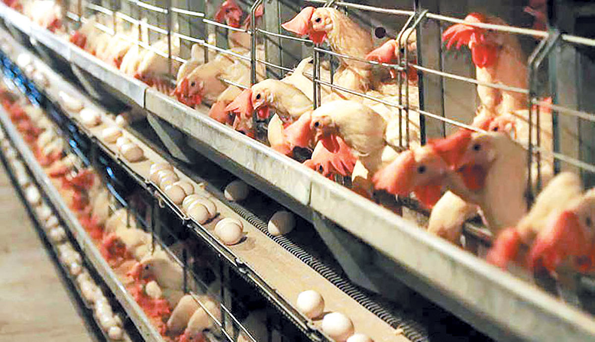 تولیدکنندگان تخم‌مرغ رها شدند