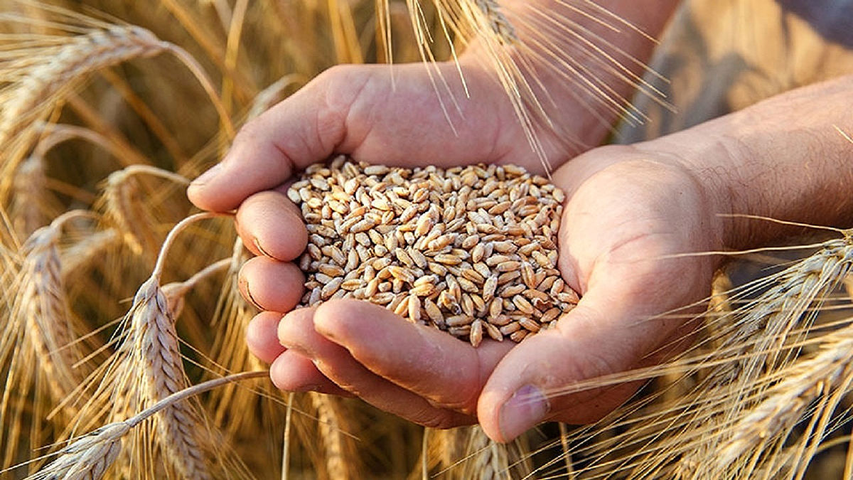 خرید ۳۷۰‌هزار تن گندم و کلزا از کشاورزان خوزستان