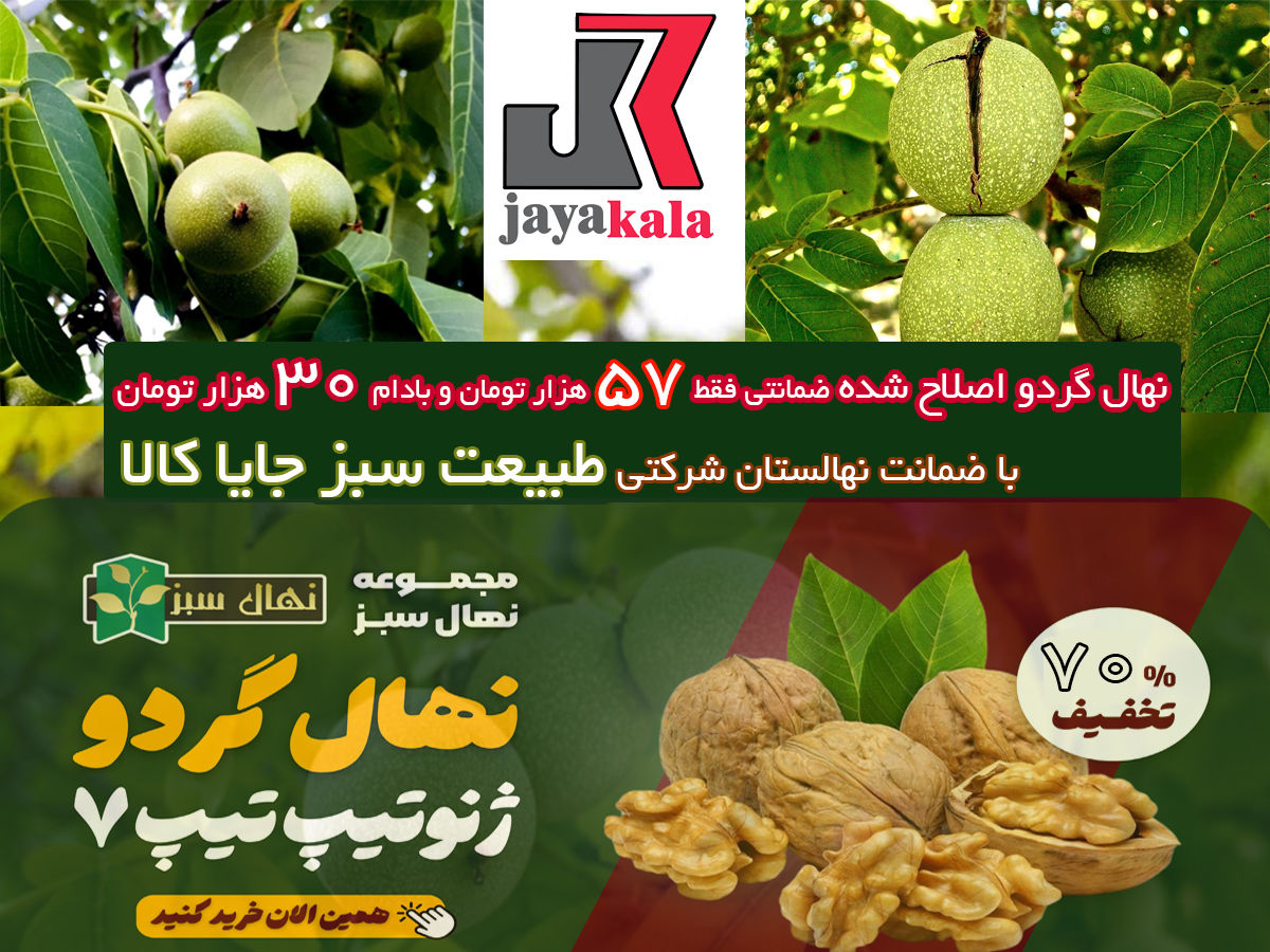 خرید و پیش خرید نهال گردوی اصلاح شده ضمانتی فقط با 5۷ هزار 