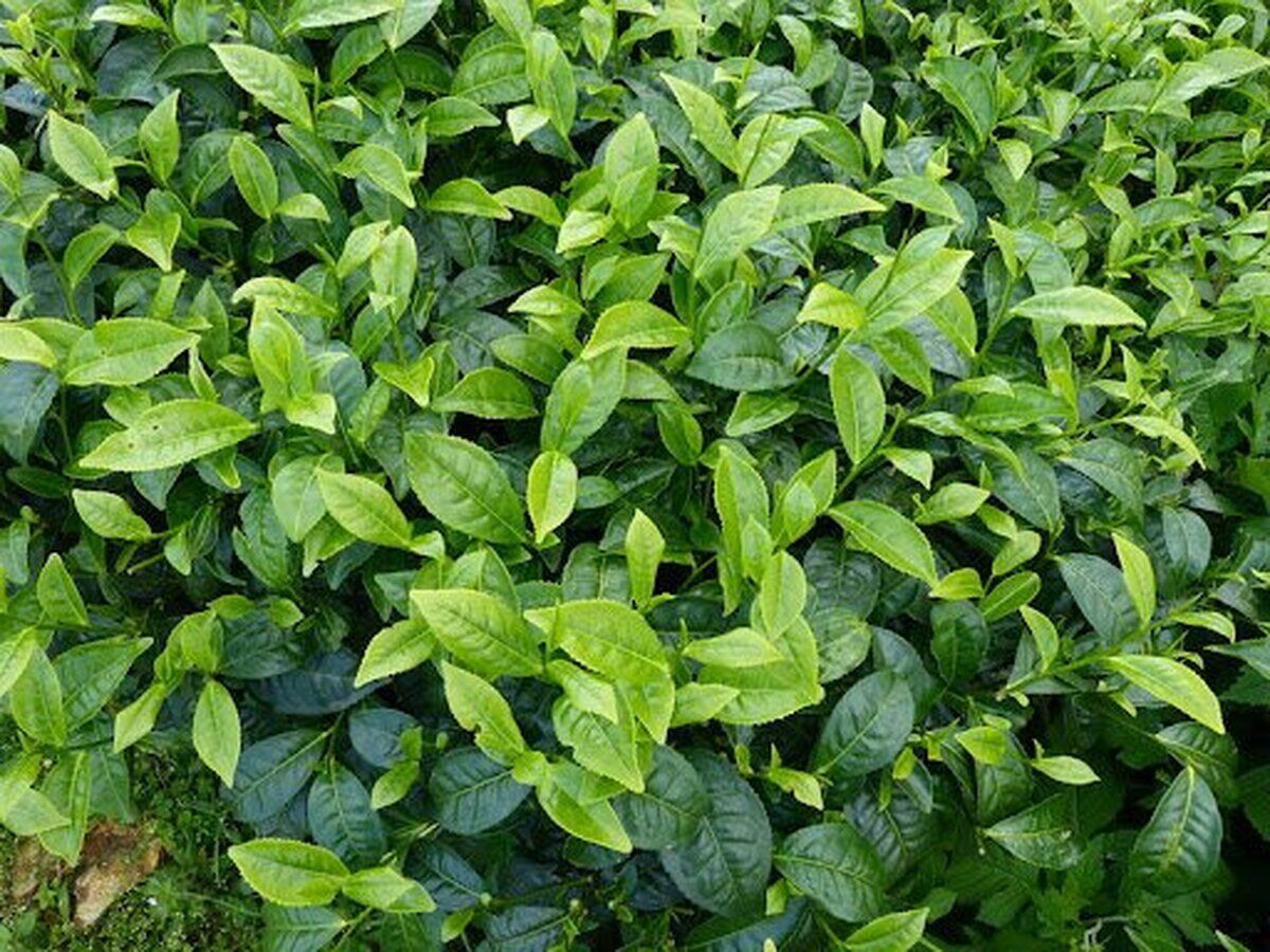 خواص و مضرات «چای» در طب سنتی 