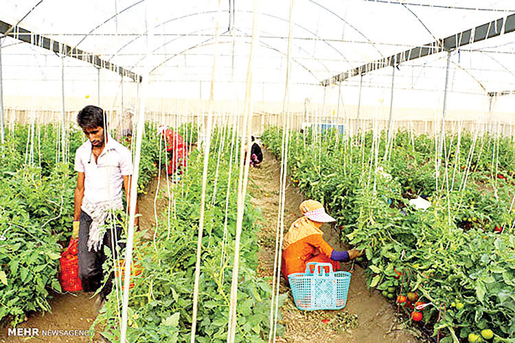 جهش کشت گلخانه‌ای در هرمزگان