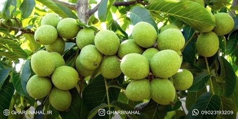 آخرین فرصت  خرید نهال گردو ژنوتیپ7 دیرگل مقاوم به سرما