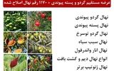 عرضه مستقیم گردو و پسته پیوندی +1170 رقم نهال اصلاح شده در ایران نهال کرج و ارسال یک روزه به سراسر ایران