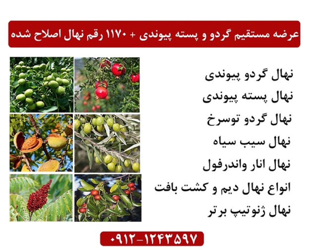 عرضه مستقیم گردو و پسته پیوندی +1170 رقم نهال اصلاح شده در ایران نهال کرج و ارسال یک روزه به سراسر ایران