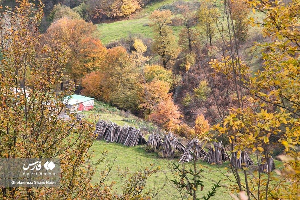 برگ‌ریزان زیبای پاییزی در کلاردشت+عکس‌ها