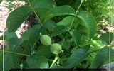 نهال گردو ژنوتیپ پالیز تیپ 12 با بیش از 10تن در یک هکتار