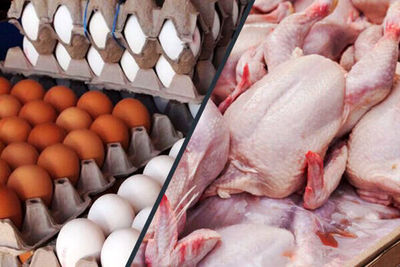 خبر مهم درباره صادرات مرغ و تخم‌مرغ ایران به عراق