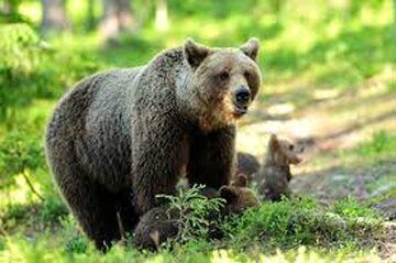 حمله وحشتناک خرس به 3 نفر در این شهرستان